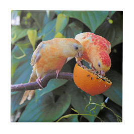 O amor é compartilhar: periquitos de turquoisina a