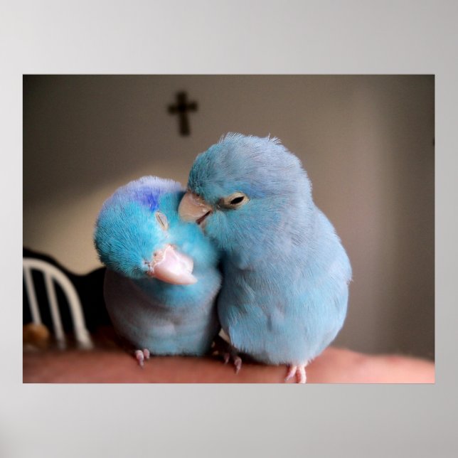 O Amor que Partilhamos Poster de Parrotlets Azuis  (Frente)