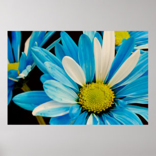 O azul floresce o poster
