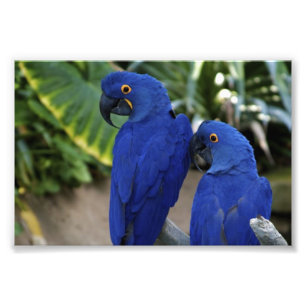 O azul repete mecanicamente a foto