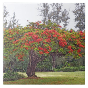 O AZULEJO, "A ÁRVORE REAL" /RED DE POINCIANA