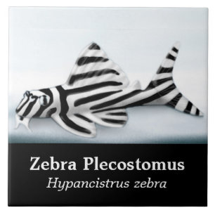 O azulejo dos peixes de Plecostomus da zebra