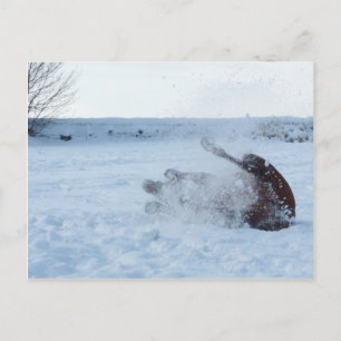 O banho de neve - cartão postal