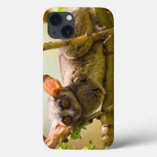 O Bushbaby de Senegal (Galago Senegalensis)