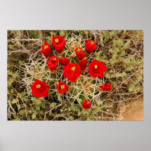 O cacto de pera espinhosa floresce o poster