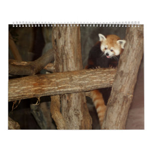 O calendário da foto dos animais selvagens