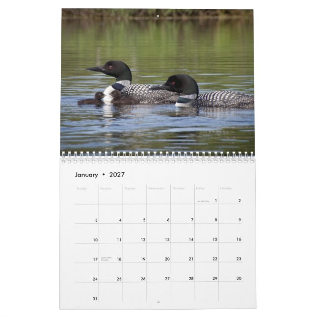 O calendário do mergulhão-do-norte (Jan 2027)