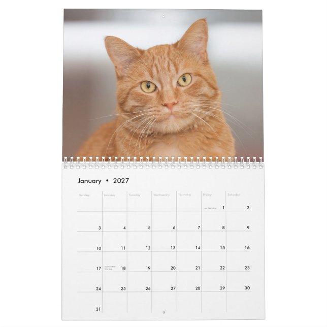 O Calendário dos Gatos do Abrigo do Berço de Gatos (Jan 2027)