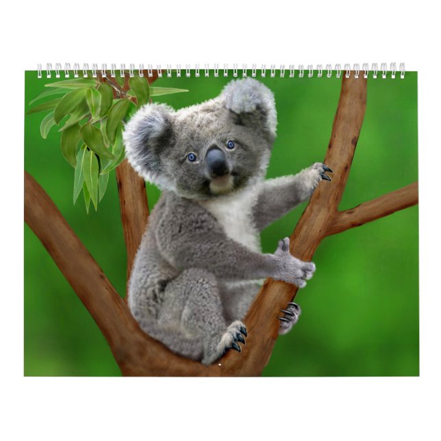 O calendário mensal o mais bonito da natureza (Capa)