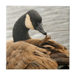 O Canadá ganha no lago
