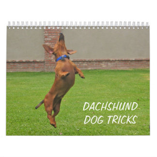 O cão 2012 do Dachshund engana o calendário