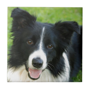 O cão de border collie adiciona o animal de