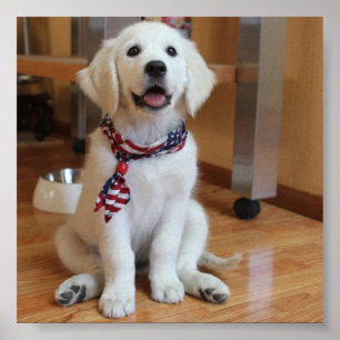 o cão o mais bonito no poster do mundo