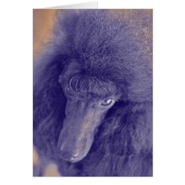 O cartão de Romey (Frente)