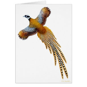 O cartão do faisão de Reeves