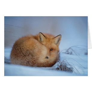 O cartão do Fox