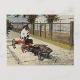 O cartão postal do carrinho de aligator
