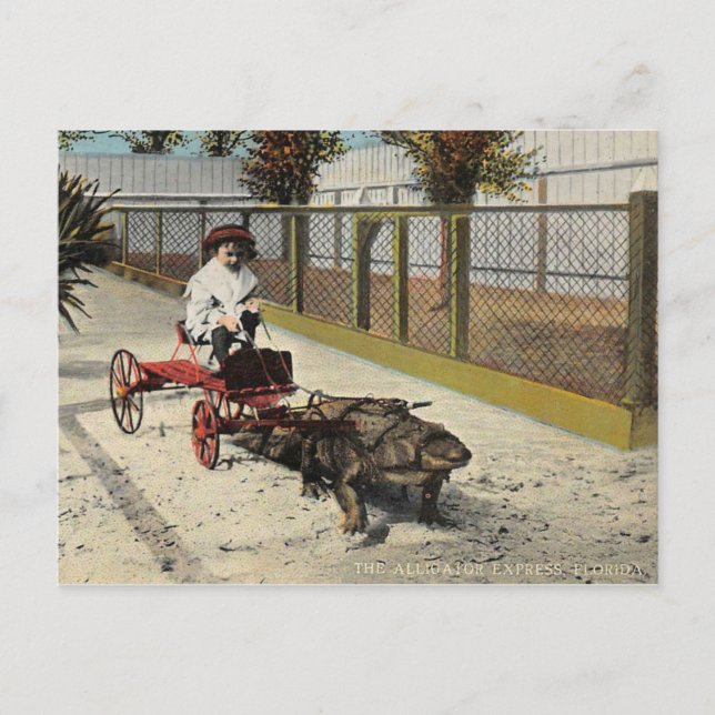 O cartão postal do carrinho de aligator (Frente)