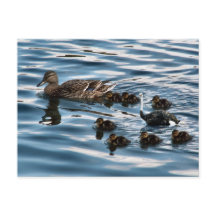 O cartão postal do patinho feio