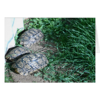 O Cartão Três Tortos