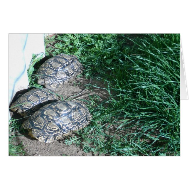 O Cartão Três Tortos (Frente Horizontal)