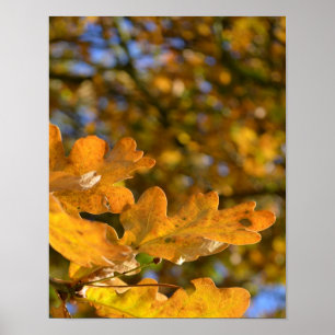 O carvalho amarelo sae do poster