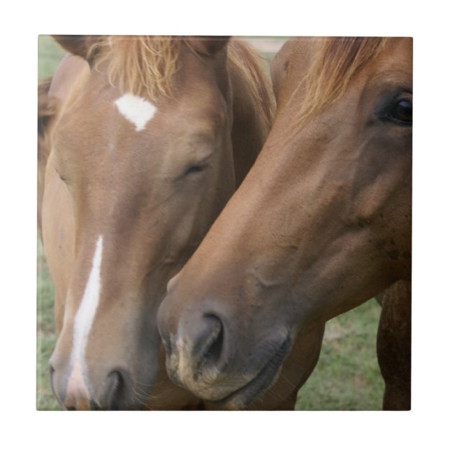 O cavalo Nuzzle o azulejo (Frente)