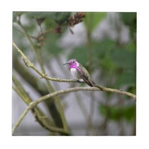 O colibri da costela
