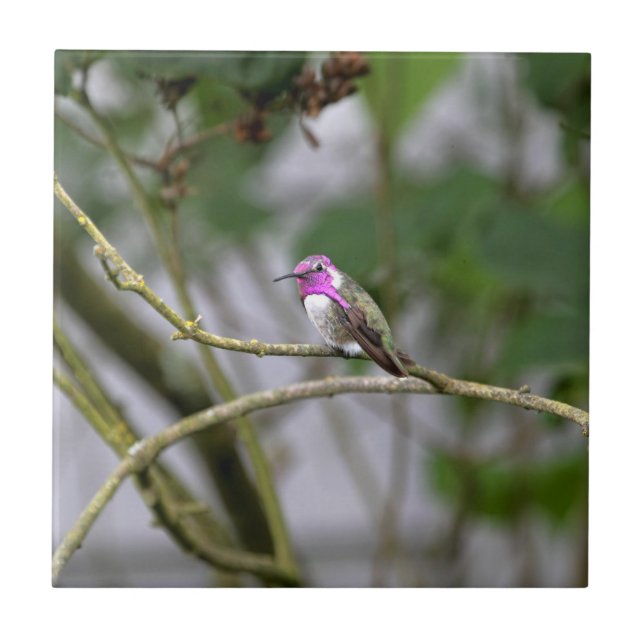 O colibri da costela (Frente)