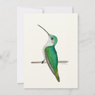 O colibri de Anna