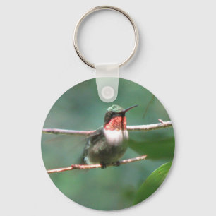 O colibri Rubi-throated vibra chaveiro