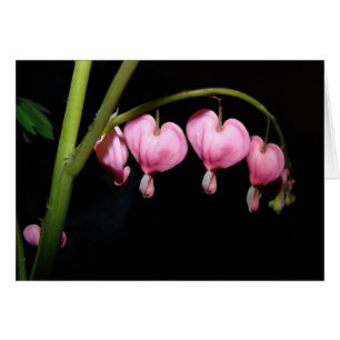 O coração de sangramento floresce o cartão