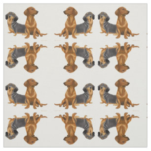 O Dachshund pequeno amigável persegue o tecido
