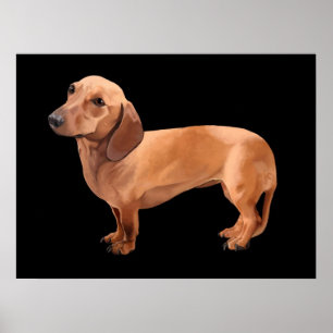 O Dachshund por Stephen Renn Enquadrou a Impressão