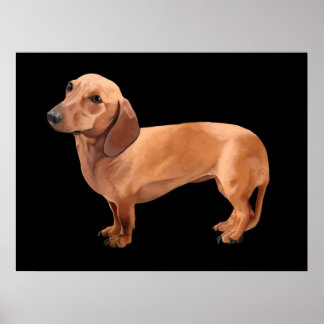 O Dachshund por Stephen Renn Enquadrou a Impressão