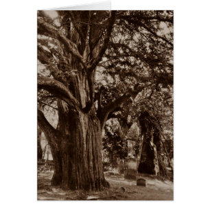 O ~ DO CARTÃO DA ÁRVORE GENEALÓGICA PROJETOU