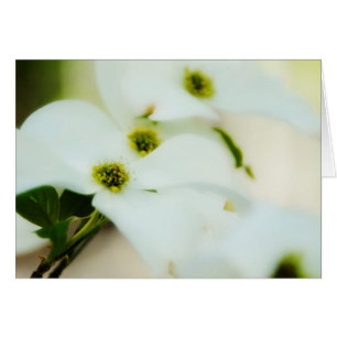 O Dogwood floresce o cartão