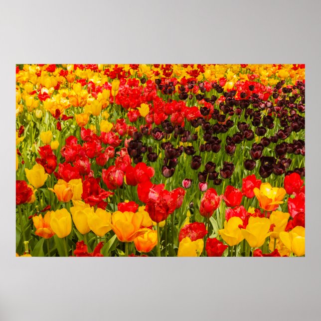 o florescimento de tulipas no Poster Paper (Matte) (Frente)
