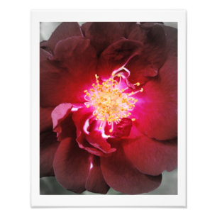 O fogo interno - fotografia da rosa vermelha