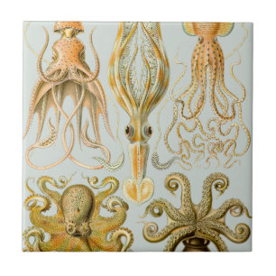 O Gamochonia de Ernst Haeckel