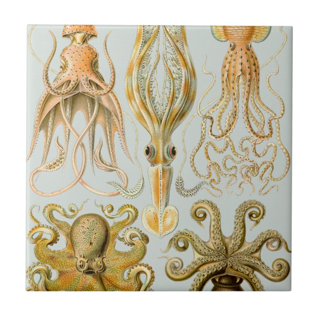 O Gamochonia de Ernst Haeckel (Frente)