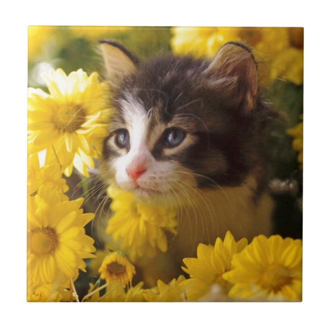 O gatinho Sniffs as margaridas amarelas (Frente)