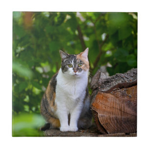 O Gato  