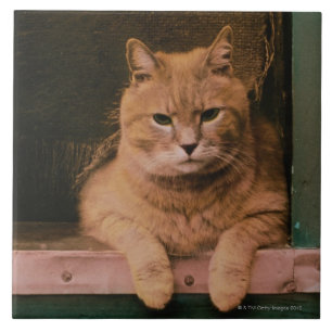 O gato inclina-se no Windowsill