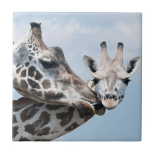 O girafa beija sua vitela