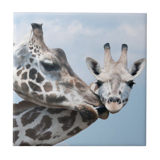 O girafa beija sua vitela (Frente)