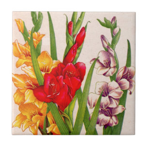 o gladiola floresce flores dos tipos de flor
