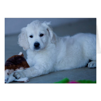 O golden retriever anula o cartão com fotos