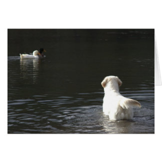 O golden retriever anula o cartão com fotos