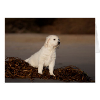 O golden retriever anula o cartão com fotos